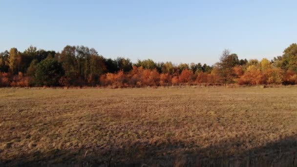 Une clairière de forêt baignée dans la lumière du soleil couchant .