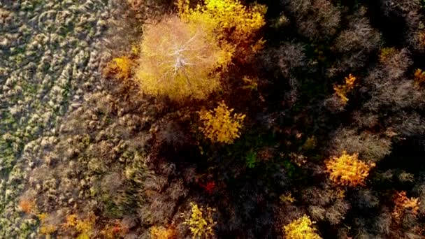 空中トップダウン 晴れた秋の日に黄色 オレンジ 赤い森林の美しい紅葉 — ストック動画