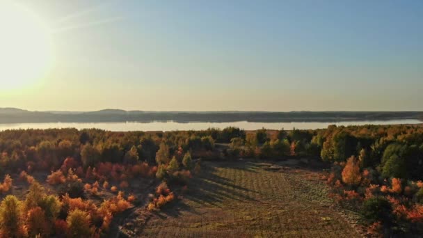 Volo Sopra Foresta Autunnale — Video Stock