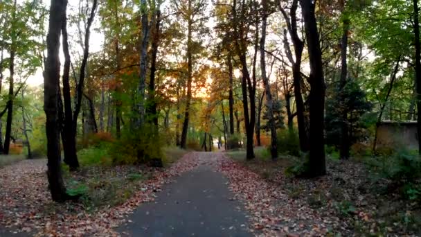 Le soleil couchant brille à travers les arbres du parc .