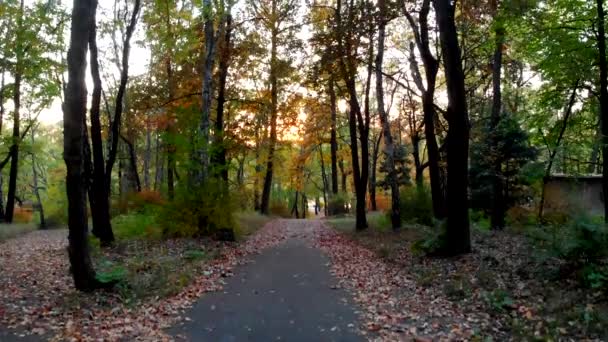 Sol Poniente Brilla Través Los Árboles Del Parque — Vídeos de Stock