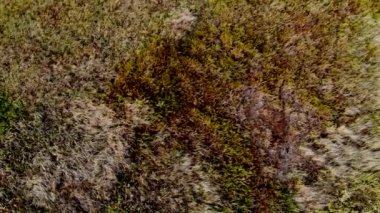 Sulak bataklık üzerinde üstten görünüm.