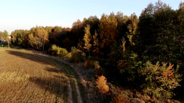 Une clairière de forêt baignée dans la lumière du soleil couchant .