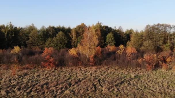 Une clairière de forêt baignée dans la lumière du soleil couchant .