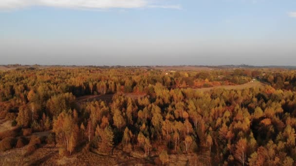 Une clairière de forêt baignée dans la lumière du soleil couchant .