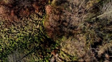 Yukarıda da görüleceği batan güneşin ışığında yukarıda da görüleceği sonbahar orman.