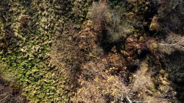 Floresta Outono Vista Cima Luz Sol Poente Vista Cima — Vídeo de Stock