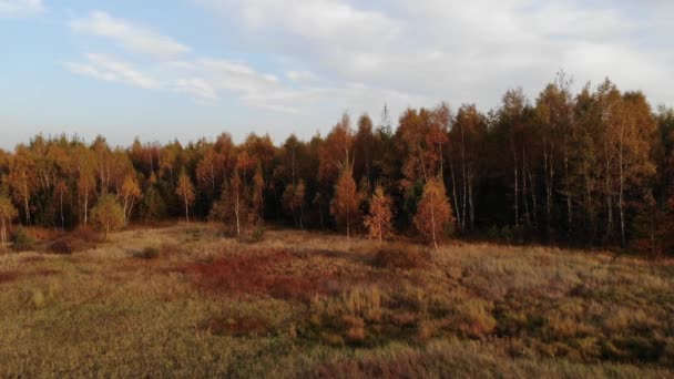 Une clairière de forêt baignée dans la lumière du soleil couchant .