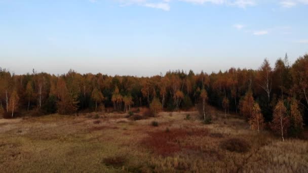 Une Clairière Forêt Baignée Dans Lumière Soleil Couchant — Video