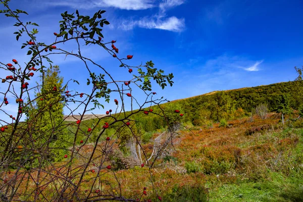 Paisaje Picos Otoñales Los Cárpatos Cárpatos Orientales Polonia —  Fotos de Stock