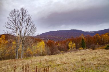 Karpatlar 'ın sonbahar zirvelerinin manzarası. Doğu Karpatlar, Polonya.