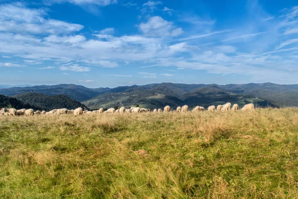 Rebaño Ovejas Pastando Hermoso Prado Montaña — Foto de Stock