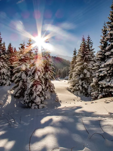 Paisaje Hermoso Invierno Las Montañas Polacas Tatra —  Fotos de Stock