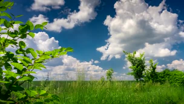 Forest Meadow Mot Bakgrund Vita Moln Skiftande Den Blå Himlen — Stockvideo