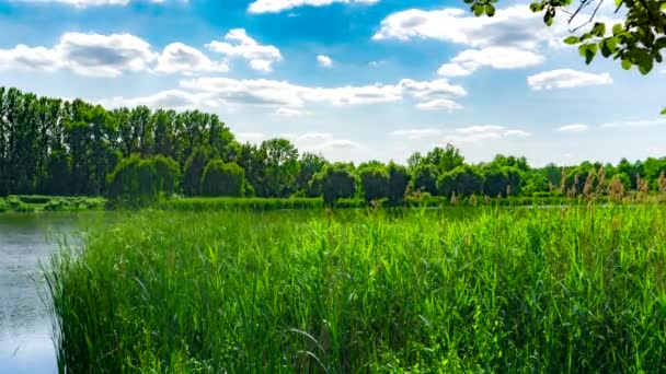 Parque Urbano Verde Com Lagoa Paisagística Árvores Céu Azul — Vídeo de Stock