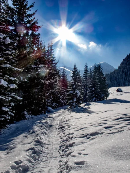 Paesaggio di bellissimo inverno . — Foto Stock