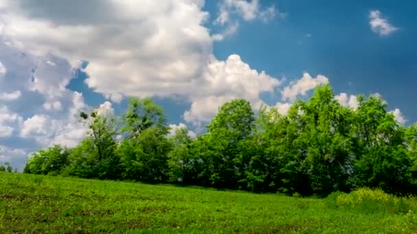 青空の下の美しい牧草地 — ストック動画
