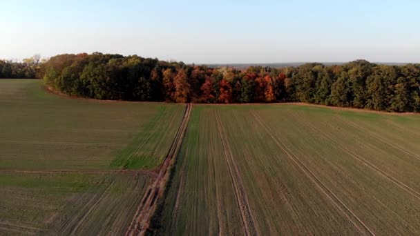 Flug Über Felder Sonnenuntergang — Stockvideo