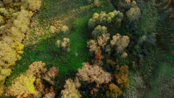 Aerea Dall Alto Verso Basso Bellissimi Alberi Autunnali Nella Foresta — Video Stock