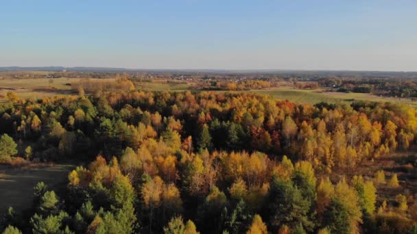 Batan Güneşin Işığında Yukarıdan Görülen Sonbahar Ormanı — Stok video