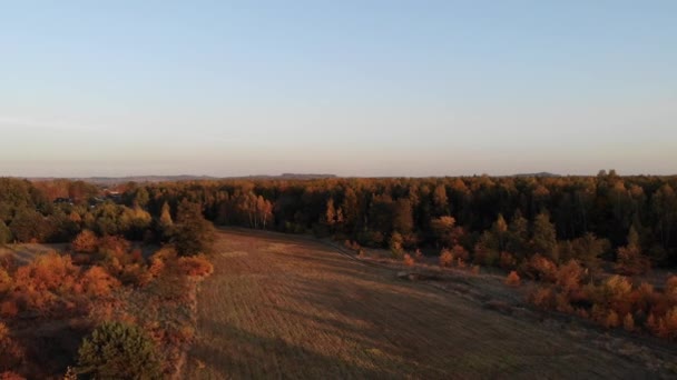 Vlucht Herfst Bos — Stockvideo