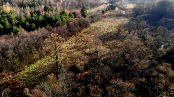 Yukarıda Görüleceği Batan Güneşin Işığında Yukarıda Görüleceği Sonbahar Orman — Stok video