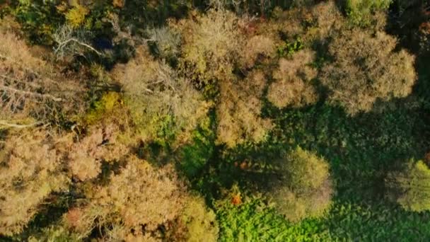 Hava Yukarıdan Aşağıya Sarı Turuncu Kırmızı Orman Sonbahar Güneşli Güzel — Stok video