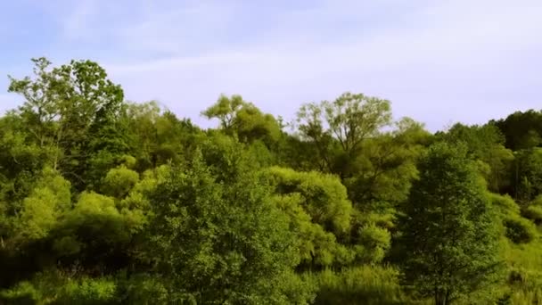 夕日を眺めながらのメドウズと森上から見た景色 — ストック動画