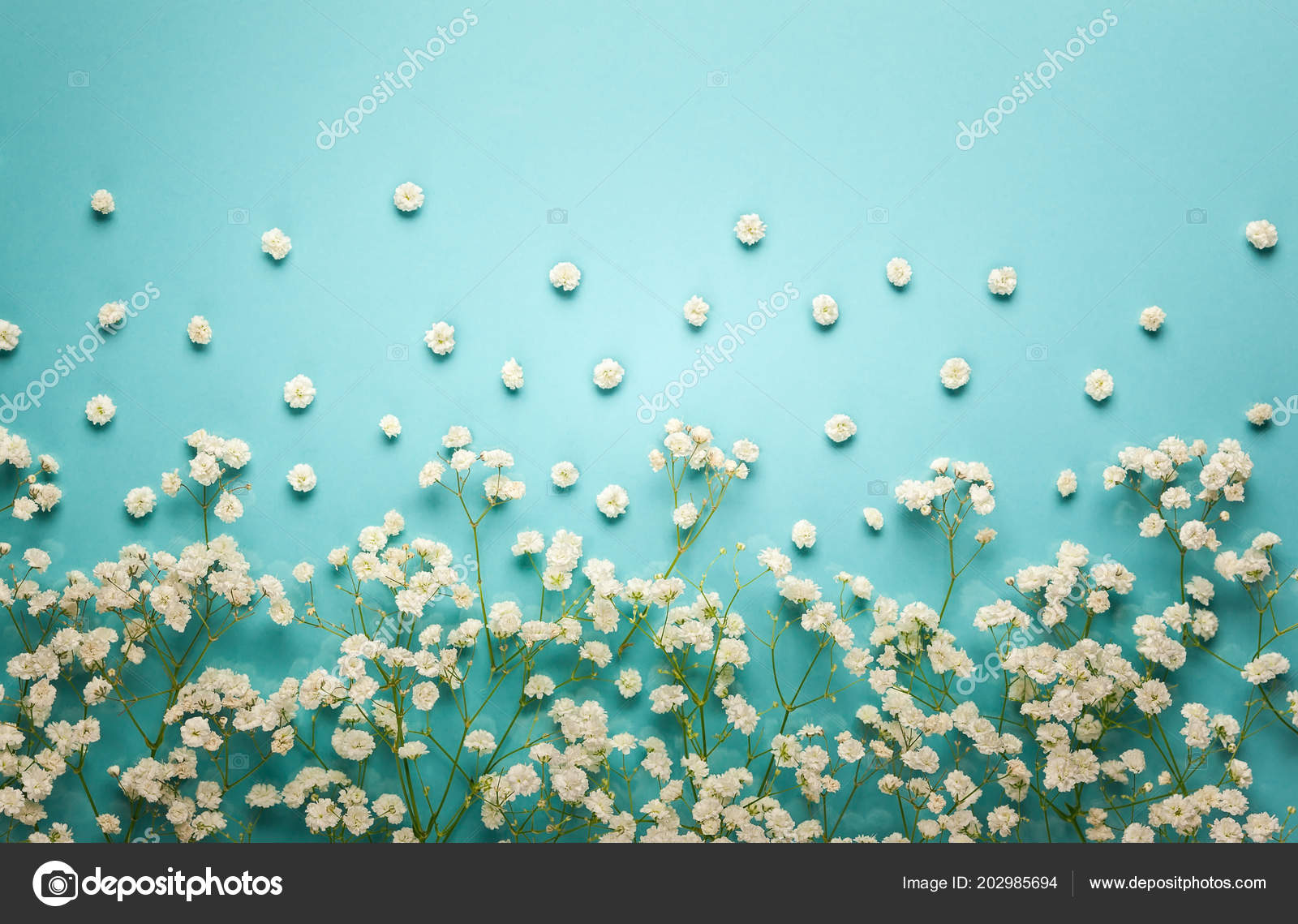 White Flowers Composition Pastel Blue Background Copy Space Flat Lay Stock Photo Image By C Sarsmis White Flowers Composition Pastel Blue Background Copy Space Flat Lay Stock Photo Image By C Sarsmis