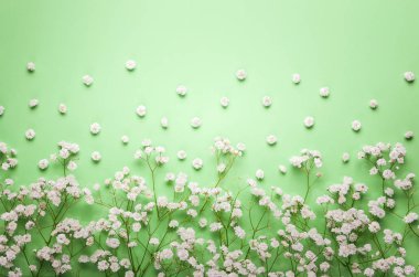 Kompozisyon kopya spase pastel yeşil zemin üzerine beyaz çiçekler. Düz yatıyordu tarzı, üstten görünüm, en az tarzı.