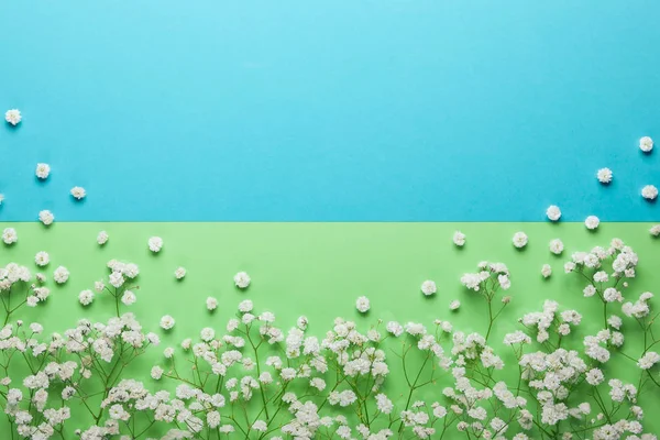Λευκά Λουλούδια Σύνθεση Παστέλ Πράσινο Και Μπλε Φόντο — Φωτογραφία Αρχείου