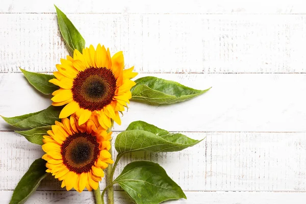 Schöne Gelbe Sonnenblumen Mit Blättern Auf Weißem Holzgrund Ansicht Von — Stockfoto