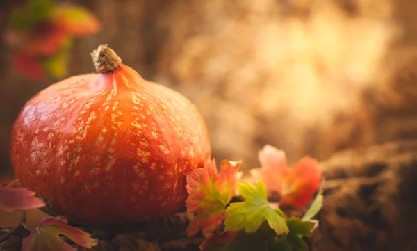 Herbststilleben Mit Kürbis Orangener Kürbis Über Herbstlichem Naturhintergrund — Stockfoto