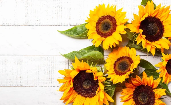 Schöne Gelbe Sonnenblumen Mit Blättern Auf Weißem Holzgrund Ansicht Von — Stockfoto