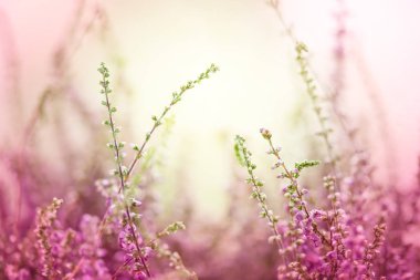 Küçük Pembe-Leylak Heather çiçekler veya Calluna vulgaris çiçek ile doğal arka plan. Yumuşak odak.