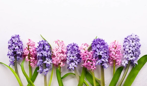 Složení Květiny Lila Růžová Hyacinty Jarní Květy Bílém Pozadí Velikonoční — Stock fotografie