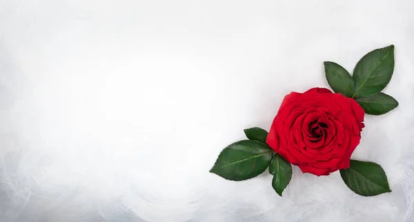 Κόκκινο Τριαντάφυλλο Της Εκλεκτής Ποιότητας Λευκό Γκρι Φόντο Εορταστική Αντίληψη — Φωτογραφία Αρχείου