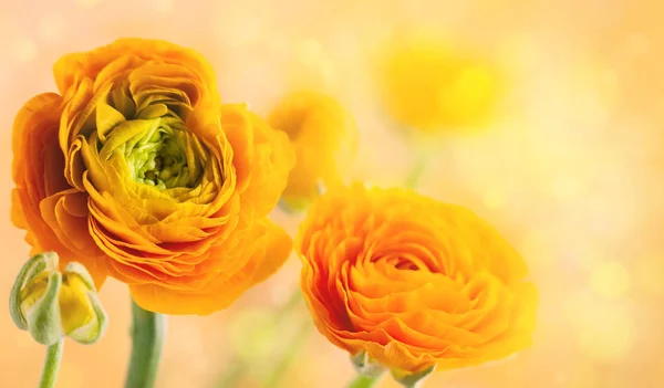 Bloemen Arrangement Met Gele Ranunculus Bloemen — Stockfoto