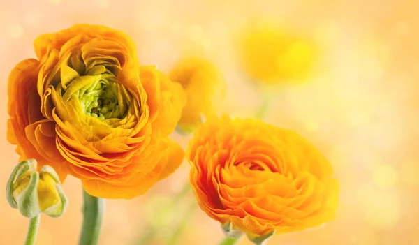 Disposizione Floreale Con Fiori Ranuncolo Giallo — Foto Stock