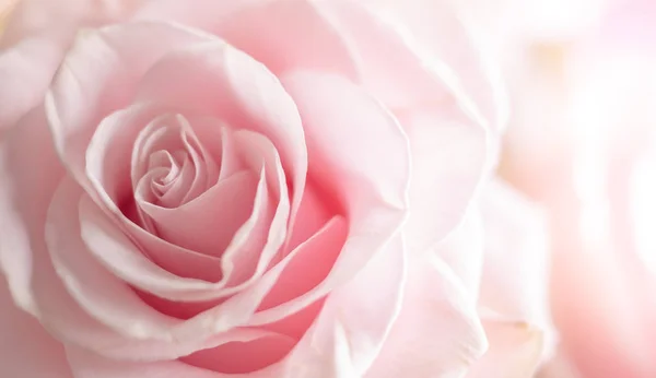 Close Tenderness Pink Rose Flower Background Soft Color Blur Style — Stock Photo, Image