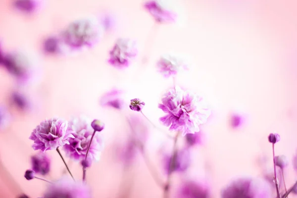 ばねまたは夏の花背景 薄紫色の小さな花が咲いてください 選択的なソフト フォーカス — ストック写真