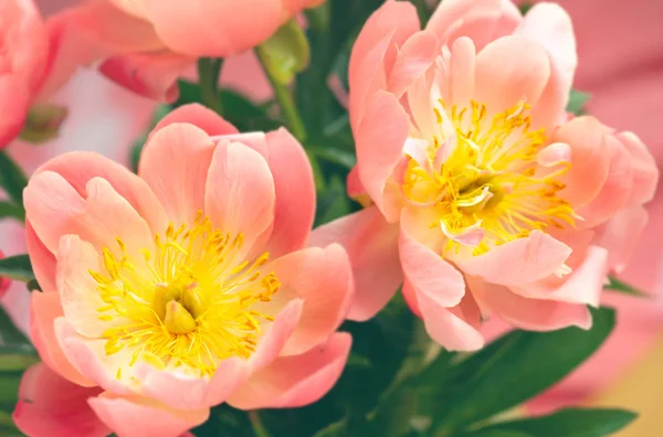 Fleurs Fraîches Pivoine Corail Ferment Pour Les Vacances — Photo