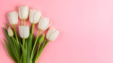 Güzel beyaz lale çiçekleri pembe bir arka plan üzerinde. Bahar çiçek mutlu paskalya kartı ya da anneler günü için tatil. Düz yatıyordu, en iyi görünümü.