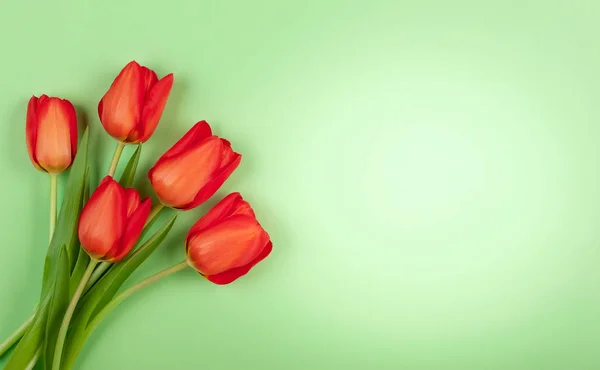 Belles Fleurs Tulipes Rouges Sur Fond Vert Pour Les Vacances — Photo