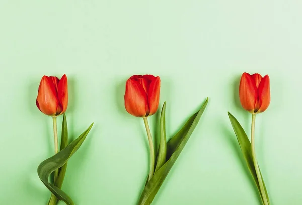 Schöne Rote Tulpen Blumen Auf Grünem Hintergrund Für Den Urlaub — Stockfoto