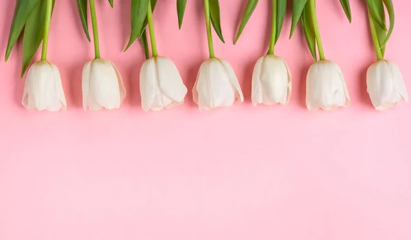 Lindas Flores Tulipas Brancas Fundo Rosa Flores Primavera Para Cartão — Fotografia de Stock