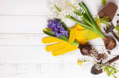 Bahçe konseptiyle bahar çiçekleri, Bahçe aletleri, iş eldivenleri ve saksı ahşap arka plan üzerinde. Yat, alanı Kopyala.