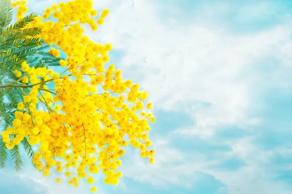 Mimosa Blommor Med Blad Himmel Bakgrund — Stockfoto