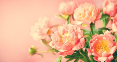 Taze mercan Şakayık çiçekleri tatil için