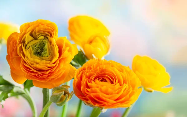Fresh yellow ranunculus flowers — Stock Photo, Image
